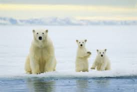 В Гренландии белые медведи адаптировались к изменениям климата
