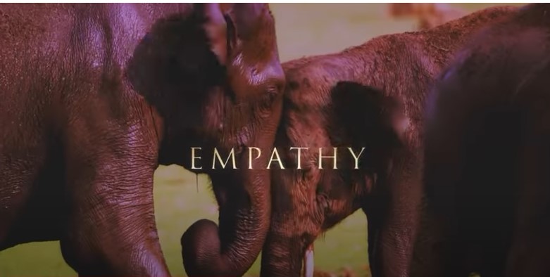 Джеймс Кэмерон выпустил документальный фильм «Тайны слонов»