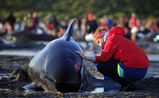Более 200 дельфинов погибли возле Новой Зеландии