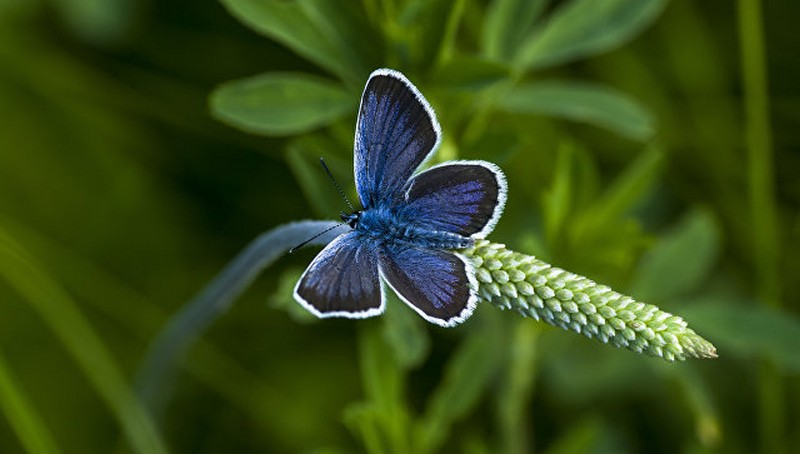 Мир редких бабочек будет защищен на Дальнем Востоке
