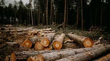 В 2024 году объем незаконной рубки леса в России сократится на 35%