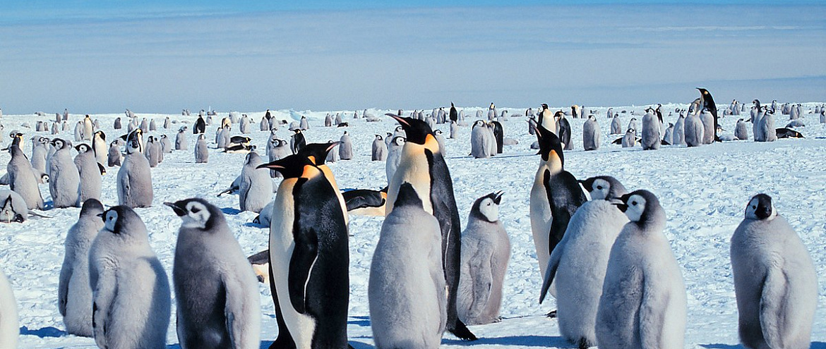Глобальное потепление приведет к вымиранию 97% животных и растений в Антарктиде 