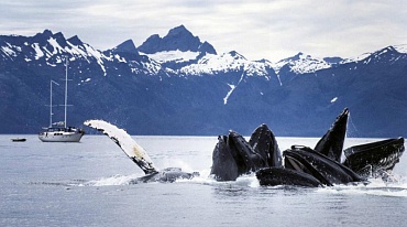 В США исследует необычный рост гибели китов