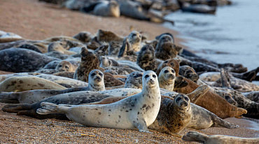 Ученые обнаружили причину массовой гибели каспийских тюленей