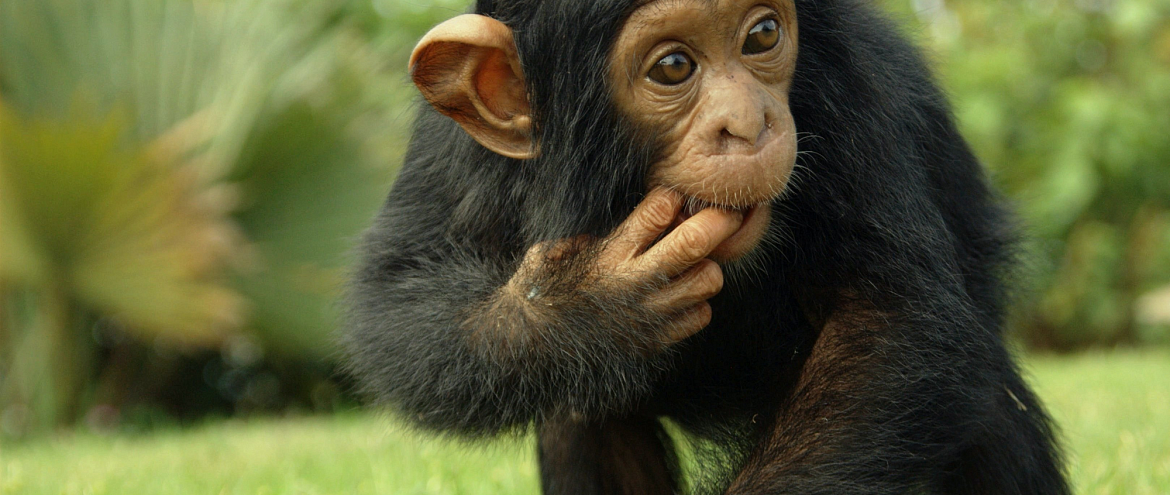 Компания по производству поздравительных открыток прекратила продажу продукции с фото шимпанзе