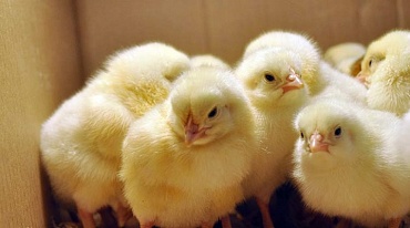 Правительство Германии запретит убийство цыплят-самцов