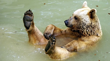 Медведи спасаются от жары рядом с людьми