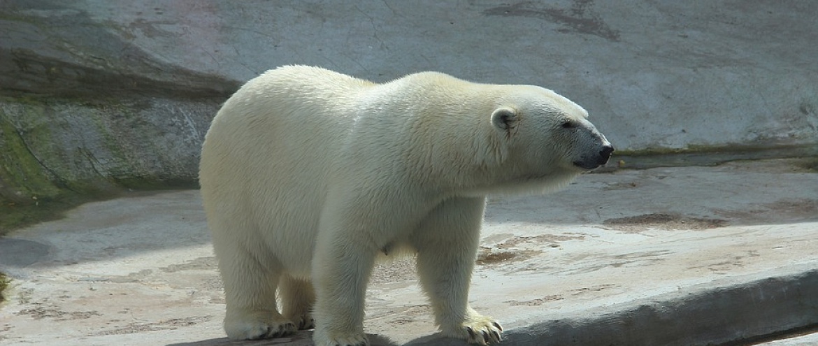 27 февраля Международный день полярного медведя