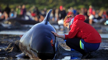 Более 200 дельфинов погибли возле Новой Зеландии