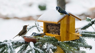  Ecowiki.ru запустила конкурс по изготовлению кормушек для птиц 