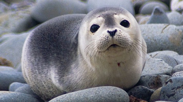 В Дагестане откроют реабилитационный центр для тюленей 