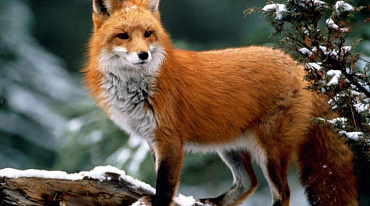 В Шотландии приняли закон, запрещающий незаконную охоту на лис