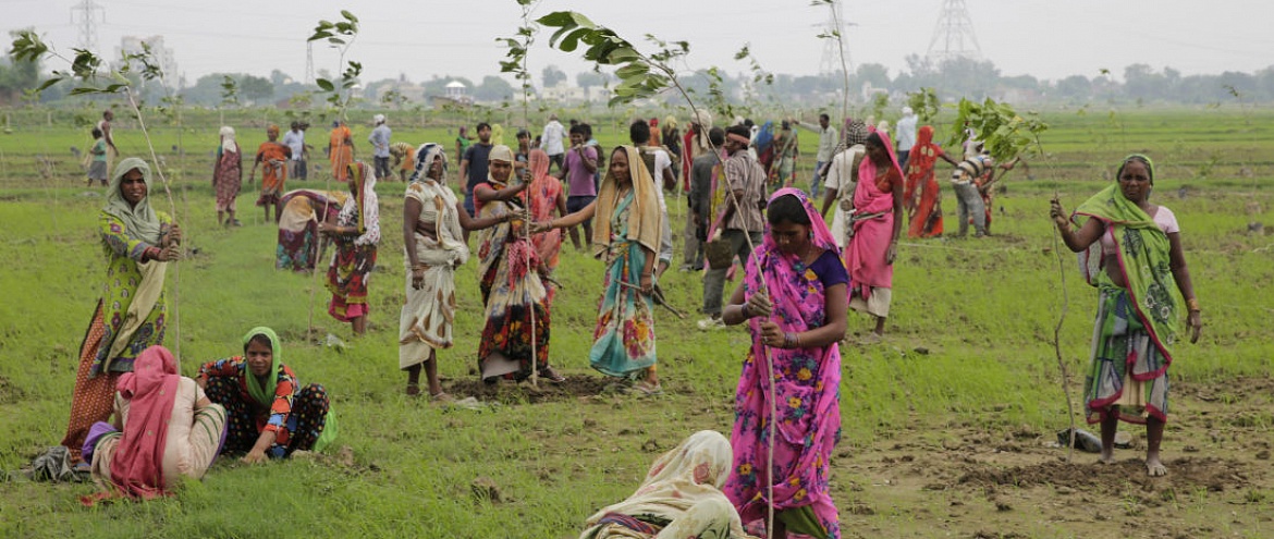 В Индии установили новый рекорд: за сутки были высажены почти 50 млн деревьев
