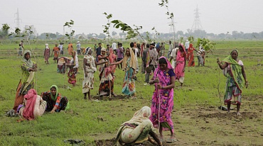 В Индии установили новый рекорд: за сутки были высажены почти 50 млн деревьев
