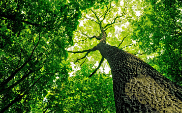 Глобальное потепление оставляет деревья зелеными на месяц  дольше