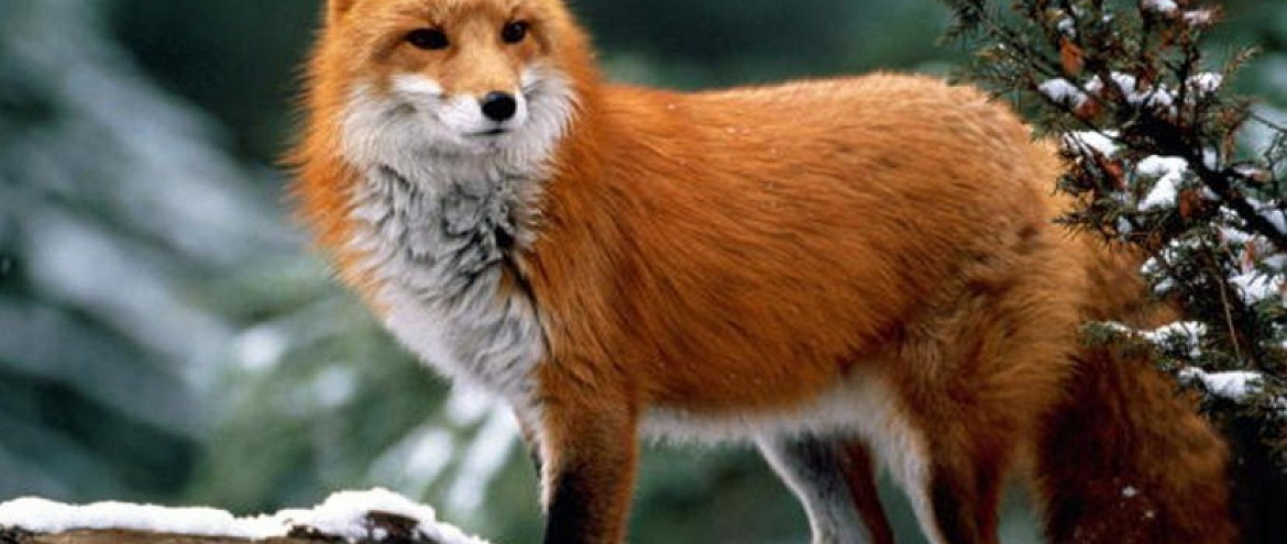 В Шотландии приняли закон, запрещающий незаконную охоту на лис
