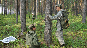 Объем лесоустройства в России повысится в 2024 году 