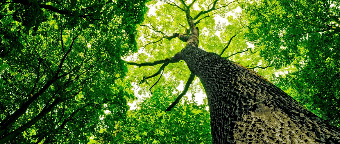 Глобальное потепление оставляет деревья зелеными на месяц  дольше