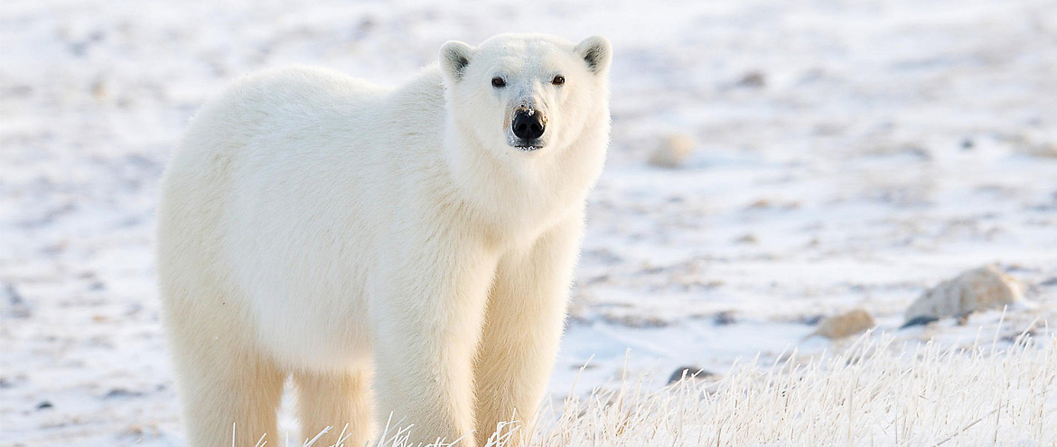 Популяции белых медведей и снежных барсов будут отслеживать с помощью анализа ДНК
