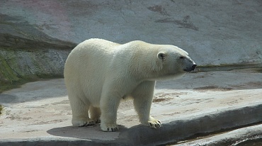 27 февраля Международный день полярного медведя
