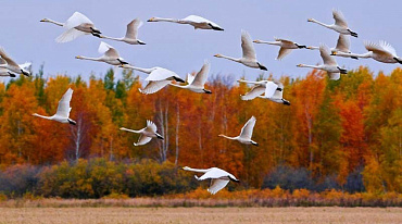 Заповедники и национальные парки подвели итоги осенних перелетов птиц 