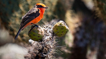 На Галапагосские острова вернулись редкие виды птиц и животных
