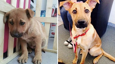 20 спасенных животных: до и после