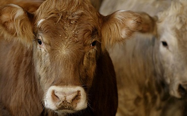 В Канзасе из-за жары погибли тысячи коров