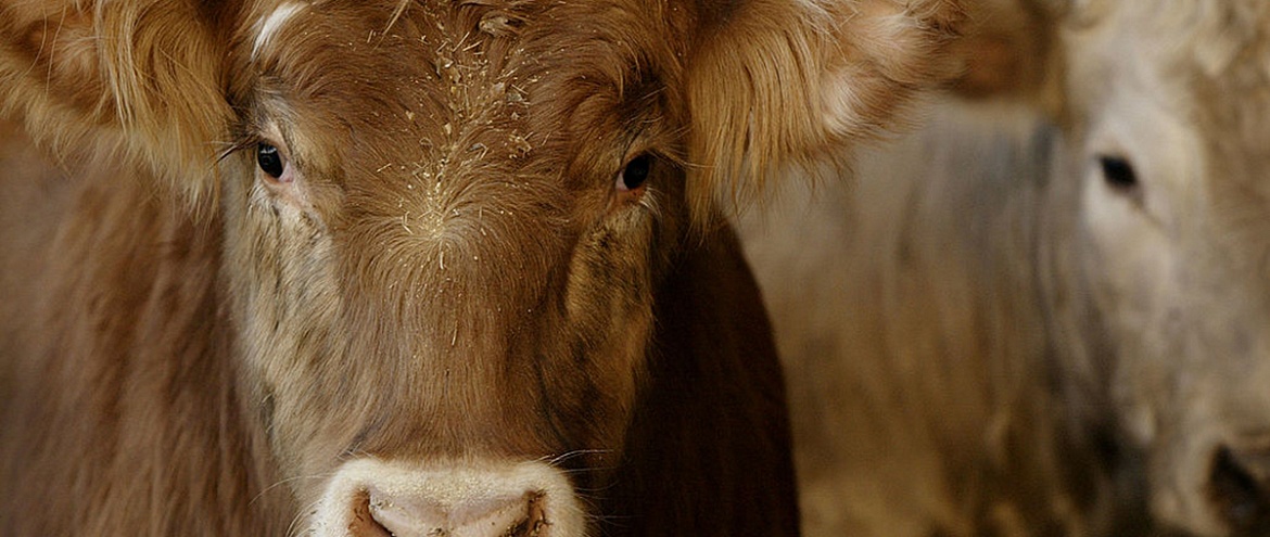 В Канзасе из-за жары погибли тысячи коров