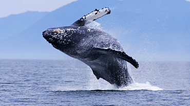 На Камчатке создадут каталог серых китов